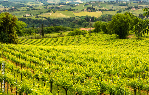 Tuscany landscape in spring  season with vineyards along the Via Francigena route from Gambassi Terme to San Gimignano, Tuscany region, Italy, Europe