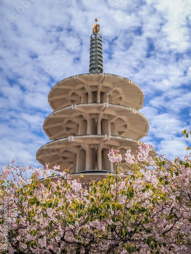 Photography Sakura cherry blossom at Japantown Peace Plaza in San Francisco