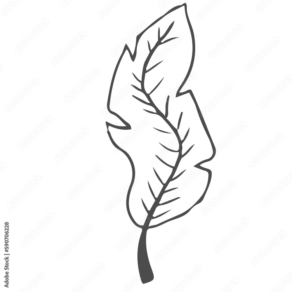 Doodle hand drawn leaves, foliage, cute elegant aesthetic plant isolated on white background. Border, design element, sketchy drawing Doodle hand drawn leaves, foliage, cute elegant aesthetic plant isolated on white background. Border, design element, sketchy drawing