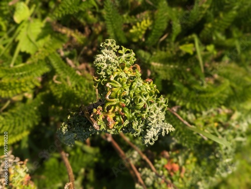 rasp-leaf pelargonium plant along Cowell Ranch State Beach photo