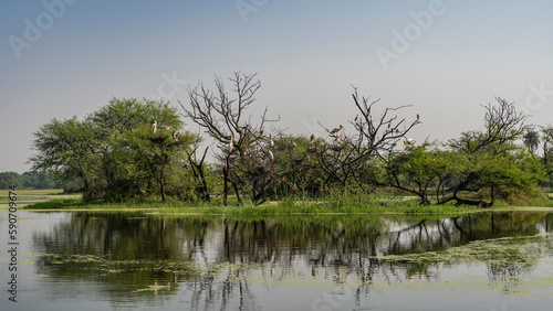 Green grass and trees grow on the island in a swampy area. Mycteria leucocephala storks settled on dry branches, in nests. Duckweed on the surface of the pond. Blue sky. Reflection. India. Keoladeo photo