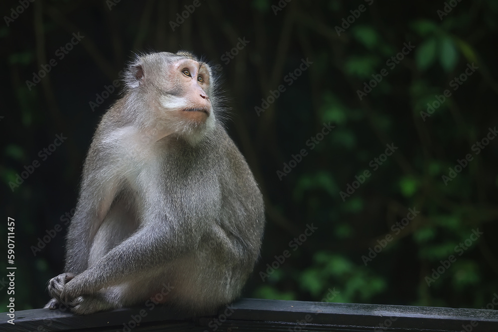 Fototapeta premium monkey in the wild macaque asia jungle park