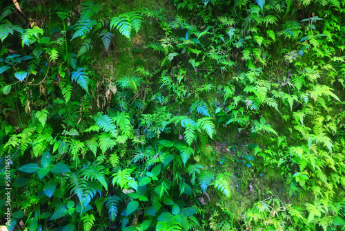 Fototapeta Naklejka Na Ścianę i Meble -  tropical greenery leaves abstract background jungle nature rainforest