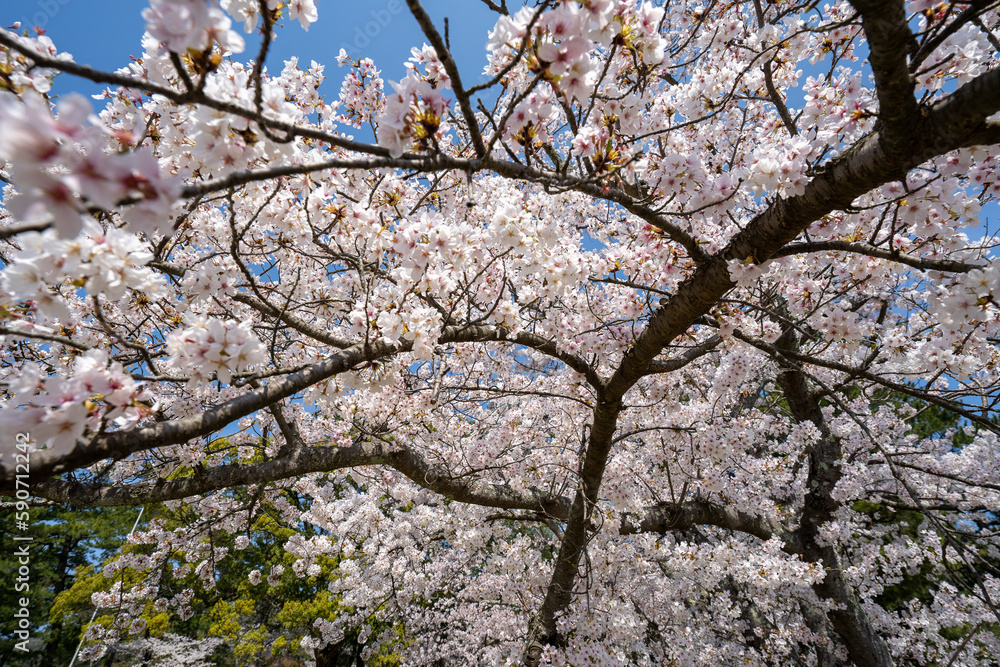 Obraz premium 満開の桜のある風景 2023年