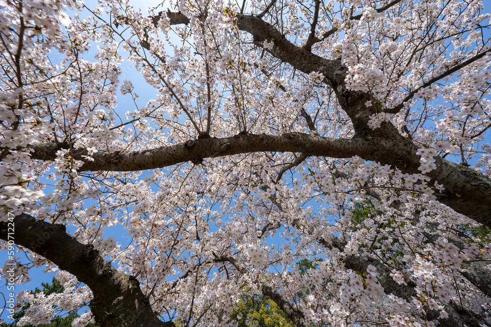 Fototapeta premium 満開の桜のある風景 2023年