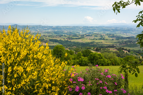 Tuscany landscape in spring  season with yellow gorse in full flower along the Via Francigena route from Gambassi Terme to San Gimignano, Tuscany region, Italy, Europe photo