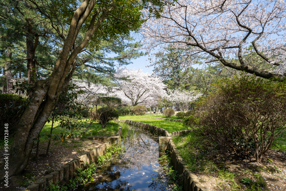 Obraz premium 満開の桜のある風景 2023年