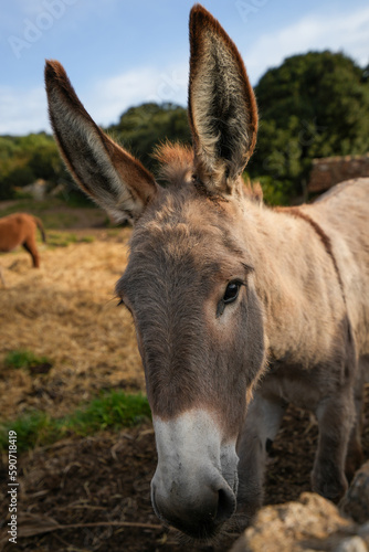 Ein Esel auf der Sardinien © Mario Schmidt