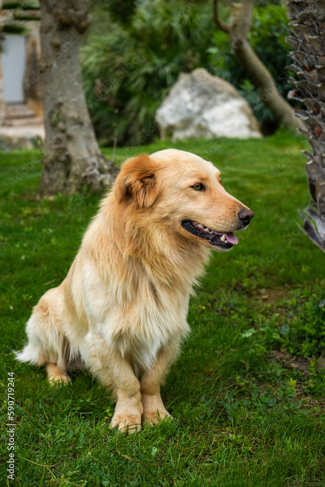 Ein kleiner Mischlingshund auf Sardinien Ein kleiner Mischlingshund auf Sardinien