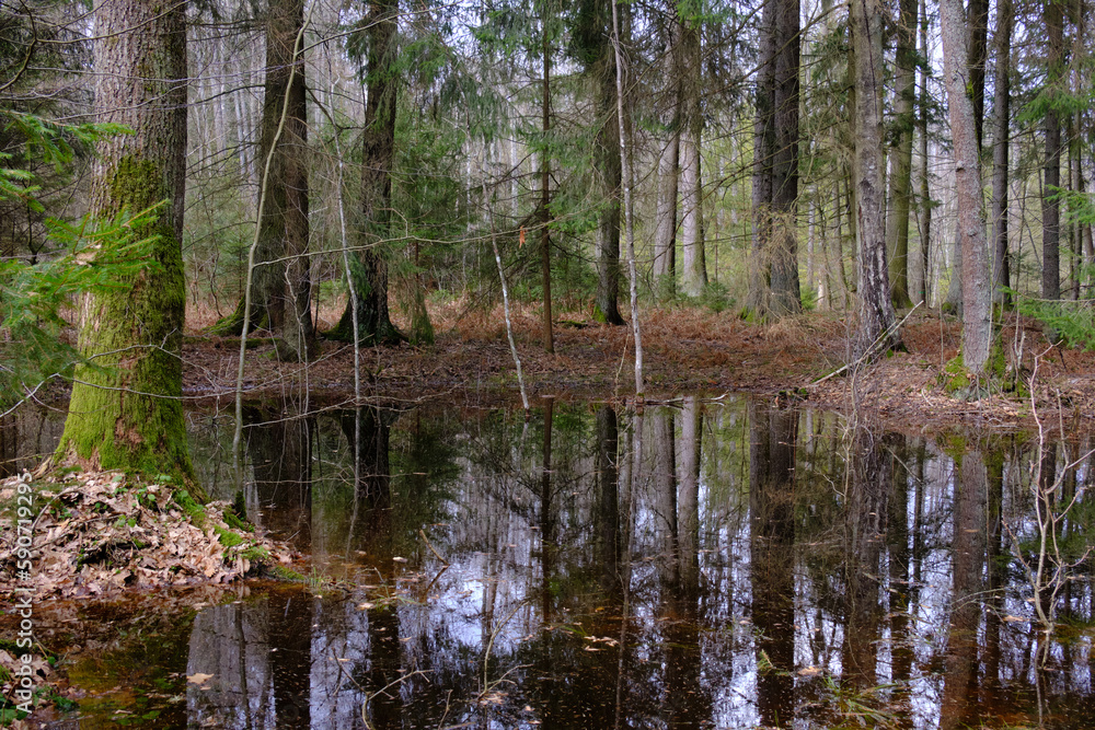 Standing water in rich swampy coniferous forest Standing water in rich swampy coniferous forest