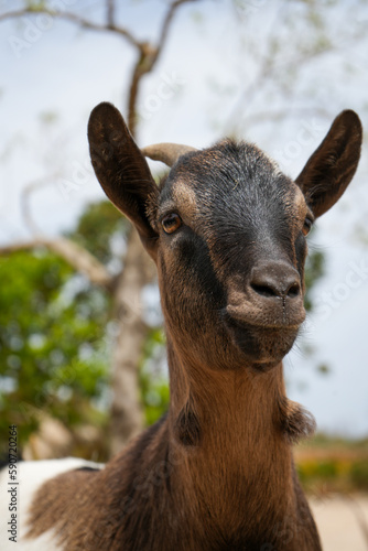 Eine Ziege auf einem Bauernhof auf Sardinien