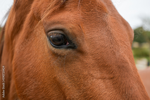 Das Auge eines Pferdes