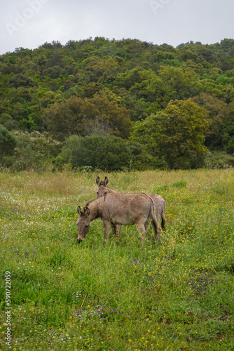 Zwei Esel auf dem Feld auf Sardinien