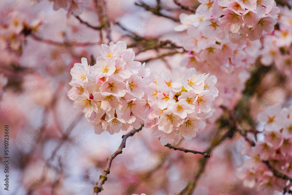 Close up detail shoot of cherry blossom