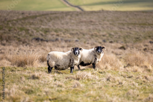 Sheep in Lomond Hills Regional Park  Scotland