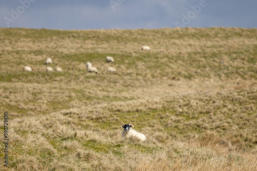 Sheep in Lomond Hills Regional Park, Scotland © David Pecheux
