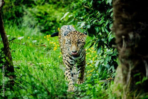 leopard jaguar in the wood looking for food