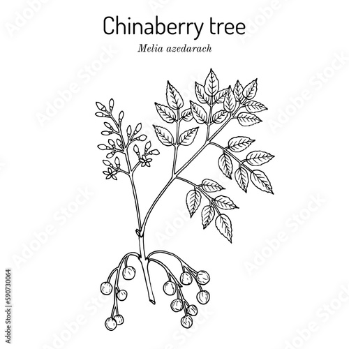 Chinaberry tree or Persian lilac (Melia azedarach), medicinal plant photo