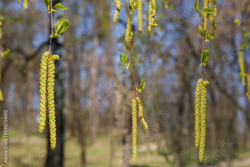 Birch branches with young leaves and catkins hanging down