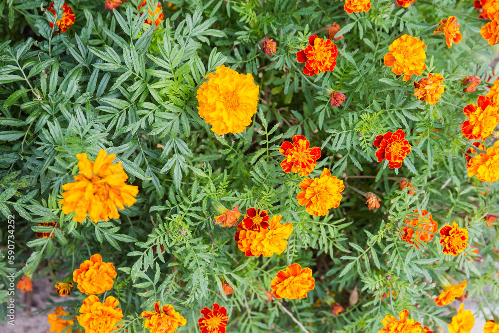 French marigold with red and yellow flowers on flower bed