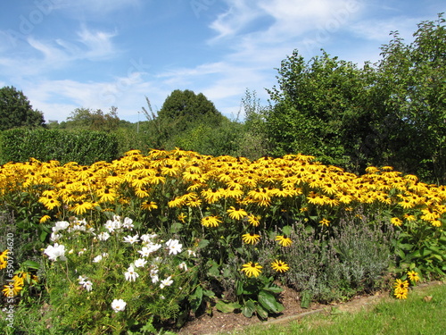 Rudbeckie flowers blossom in the garden