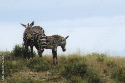 Fototapeta Naklejka Na Ścianę i Meble -  Zebra and Baby