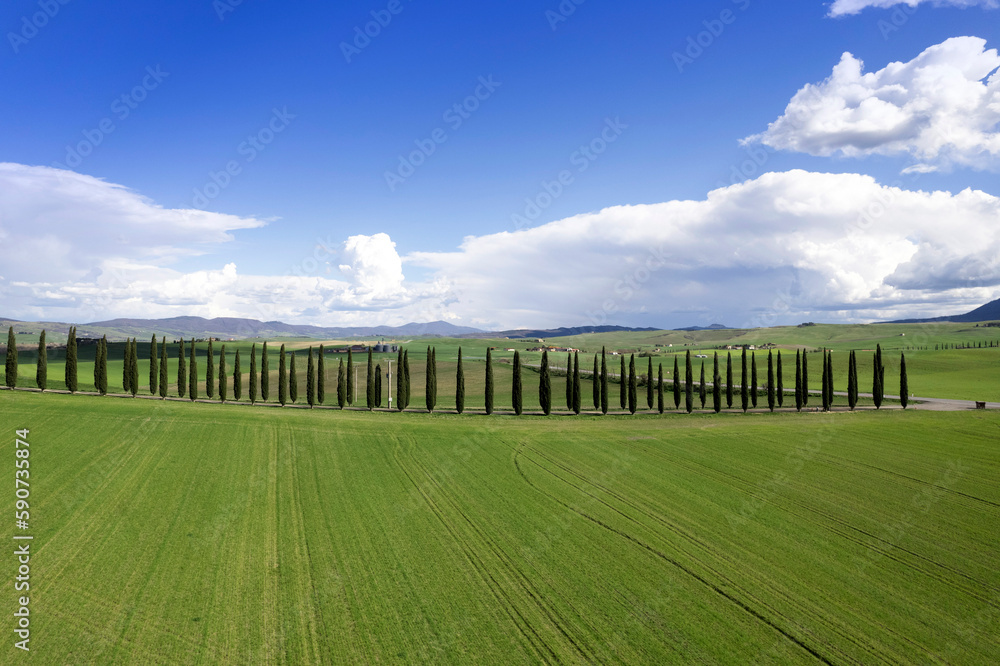 Photographic documentation of the cypresses of the province of Siena