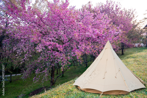 tent in camping at night time with sakura flower flower tree at night and star on backgroung