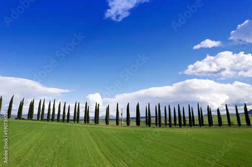 Photographic documentation of the cypresses of the province of Siena photo