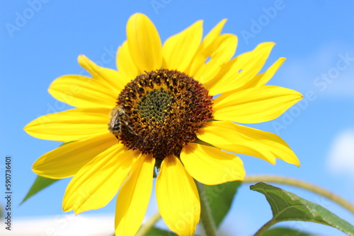 Close up of sunflower on blue sky