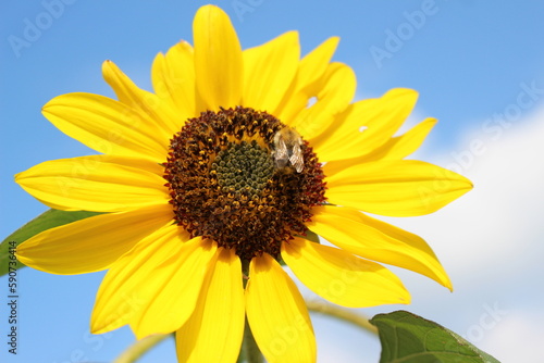 Close up of sunflower on blue sky
