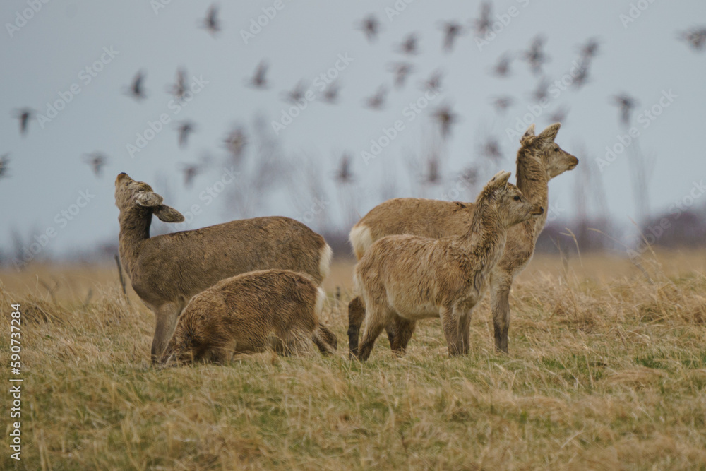 Fototapeta premium 野付半島のエゾシカ