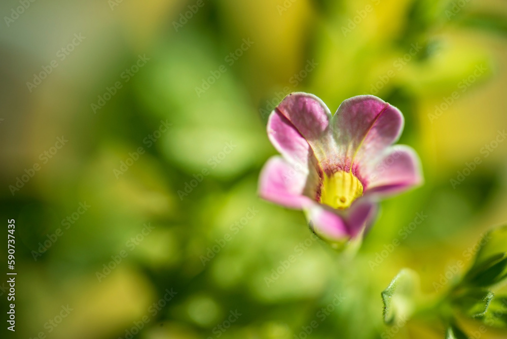 pink flowers and green leaves pink flowers and green leaves
