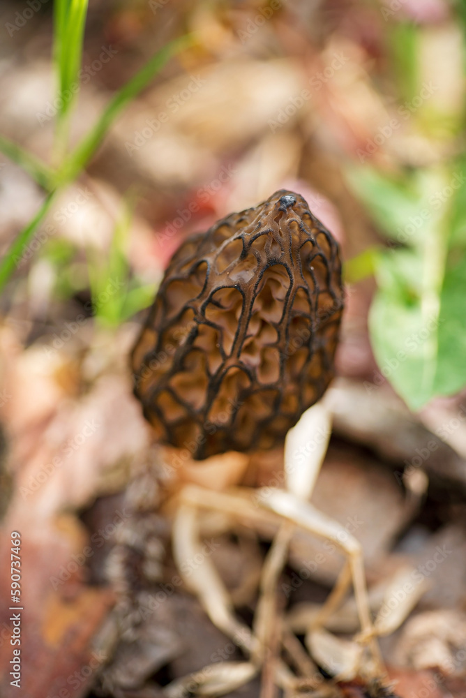 Shot of amazing, edible and tasty morel mushroom Shot of amazing, edible and tasty morel mushroom