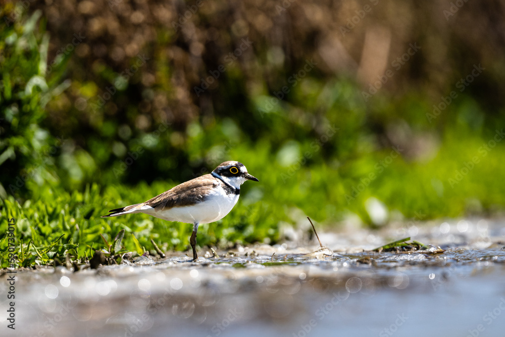 Little ringed plover, Charadrius dubius, Laguna de Fuente de Piedra Little ringed plover, Charadrius dubius, Laguna de Fuente de Piedra