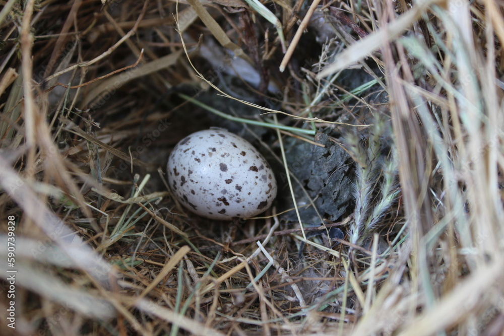 Sparrow Bird Hay Nest with a White Egg Closeup Photography Sparrow Bird Hay Nest with a White Egg Closeup Photography