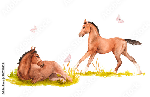 Watercolor illustration of a two horse foals galloping and lying in the green grass with pink butterflies