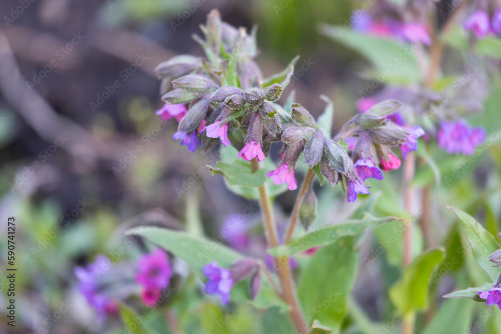 Blooming lungwort in the forest close-up Blooming lungwort in the forest close-up