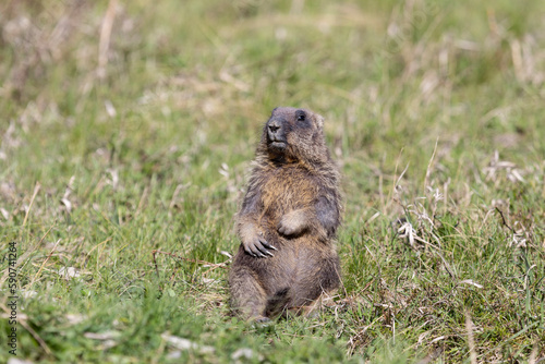 Marmot bobak stands on the grass on a summer day
