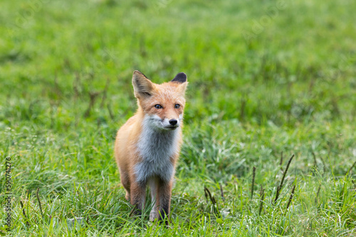 Young red fox stand in the grass