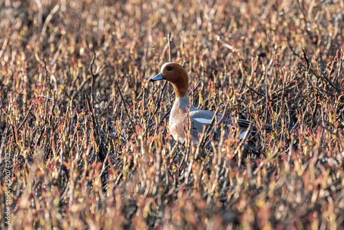 Close-up of a male Eurasian wigeon. Arctic. Russia photo