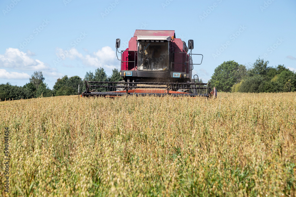Fototapeta premium Harvesting with combines