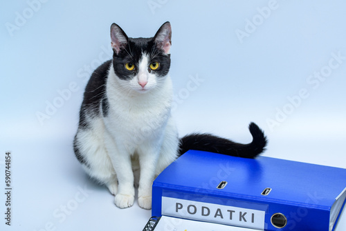 Kot siedzący przy segregatorze z dokumentami księgowymi w firmie