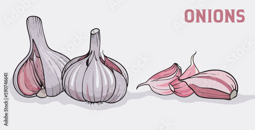 Set of garlic. Cloves and whole, realistic vector garlic 