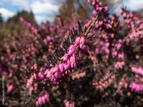 Heather (Erica carnea) 'Kramer's Rote' with dark bronze-green foliage flowering with clouds of magenta flowers in spring