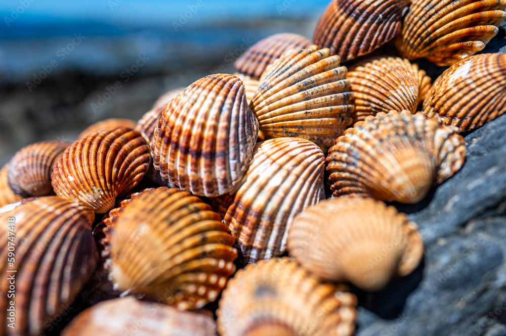 Many different shells stacked together on Costa Del Sol beach, Spain.  Beautiful shells background.