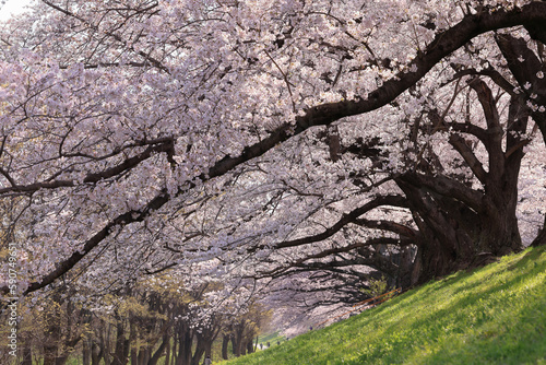 Wallpaper Mural 背割り堤の桜並木 Torontodigital.ca