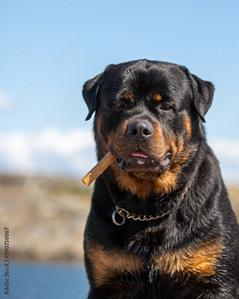 Rottweiler boy with a little bone. Sitting in the sun. Loyal friend.