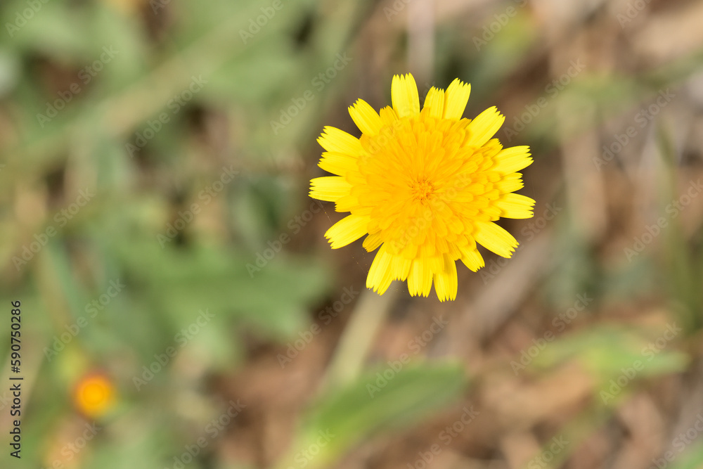 almirón, cerraja de cardo, chicoria loquilla, falsa achicoria almirón, cerraja de cardo, chicoria loquilla, falsa achicoria