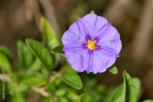 solano de flor azul  lycianthes rantonnetii  juzmin paraguayo 